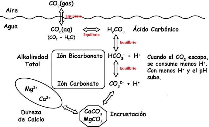 CO2-H2CO3-HCO3-CO3-2-Equilibrium-Graphic-SPANISH-02-022420-1-scaled