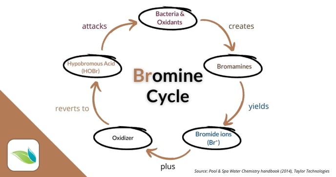 the bromine cycle of how bromide ions are oxidized into hypobromous acid, which destroys contaminants, and the cycle continues