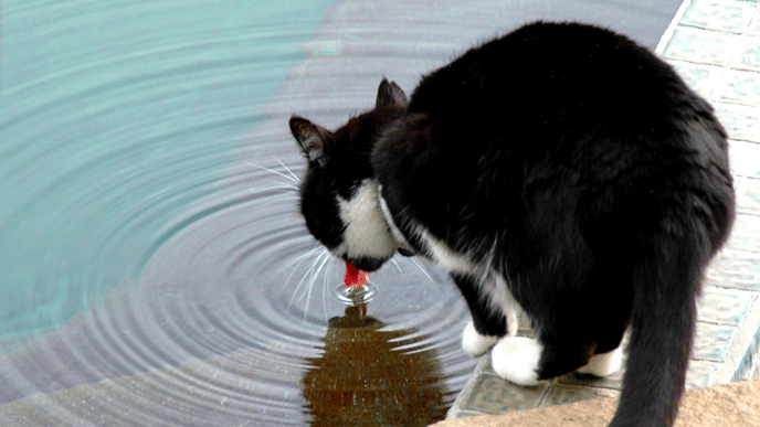 cat drinking water from a pool