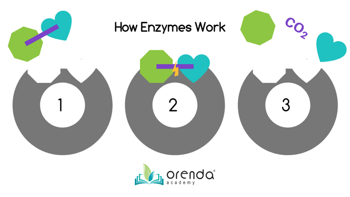 how enzymes work-1