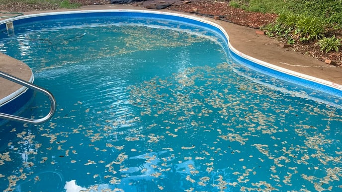 inground vinyl liner pool opening with cloudy water, tree droppings and debris on the surface - Edited