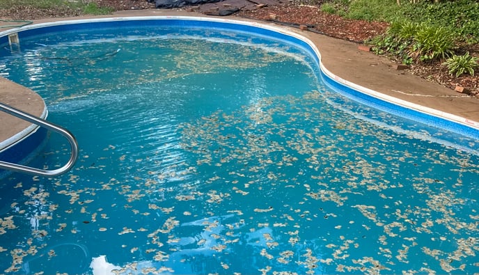 inground vinyl liner pool opening with cloudy water, tree droppings and debris on the surface